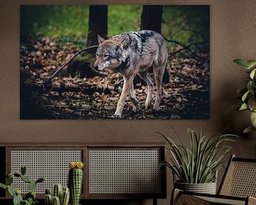 Loup européen sur Mark Zanderink