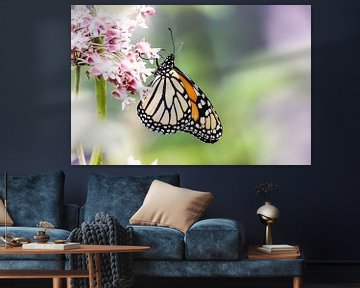 Monarch butterfly by Mark Zanderink