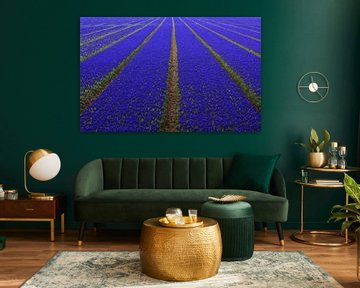 Blue flower bulb field near Lisse by Huub Keulers