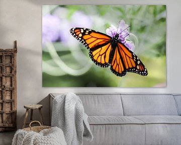 Monarch vlinder van Mark Zanderink