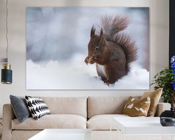 Squirrel in the snow van Mark Zanderink