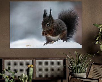 Squirrel in the snow van Mark Zanderink