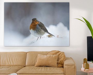 Robin bird by Mark Zanderink