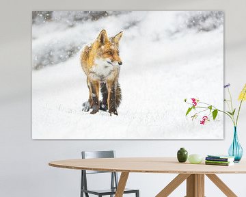 red fox by Pim Leijen