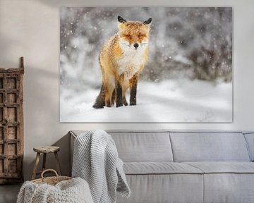 red fox von Pim Leijen