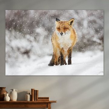 red fox by Pim Leijen