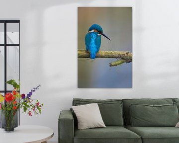 Kingfisher by Kingfisher.photo - Corné van Oosterhout