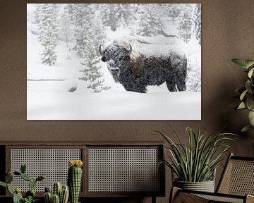 in de dichte sneeuw... Amerikaanse bizon *Bison bizon* van wunderbare Erde