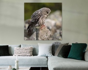 Great Grey Owl *Strix nebulosa * van wunderbare Erde