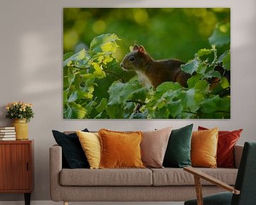 squirrel by Matthias Erkelens