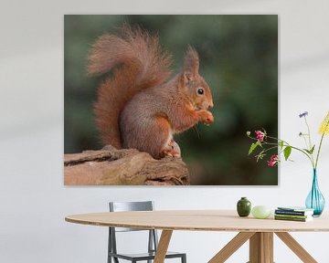 Squirrel by Robert Westerhof