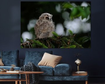 young owl... Long-eared Owl *Asio otus* sur wunderbare Erde