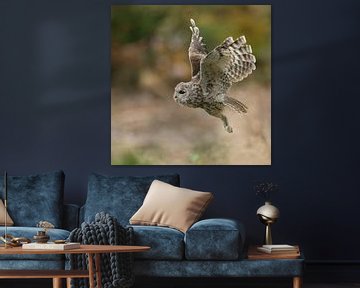 Owl in flight... Tawny Owl * Strix aluco * van wunderbare Erde