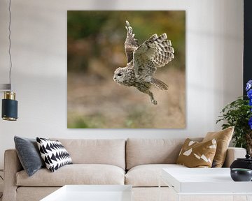 Owl in flight... Tawny Owl * Strix aluco * van wunderbare Erde
