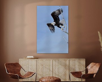 Adler... Weisskopfseeadler *Haliaeetus leucocephalus* von wunderbare Erde