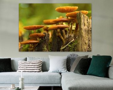 Paddenstoelen von Fotografia PB