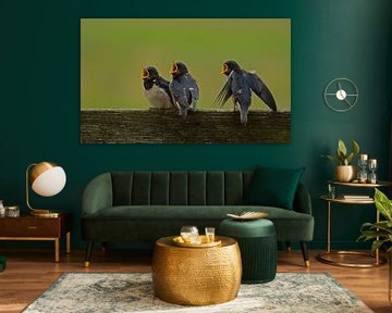 Bedelende jonge zwaluwen