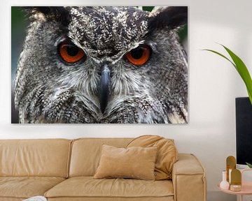 eagle-owl by Gert Hilbink