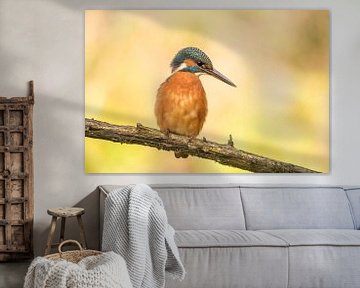 IJsvogel,  Alcedo atthis van Gert Hilbink