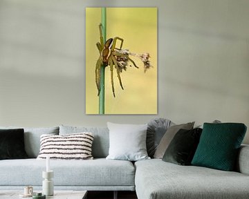 Raft Spider *Dolomedes fimbriatus* by wunderbare Erde