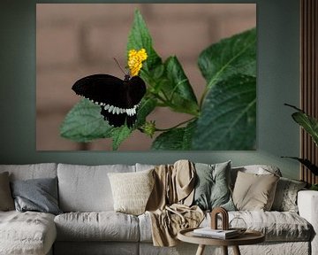 Vlinder von Fotografiemg