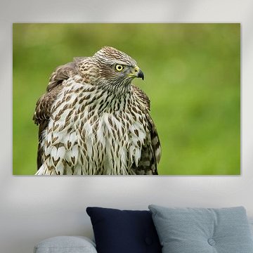 sparrow hawk