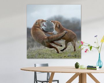 Fuchs im Streit... Rotfüchse *Vulpes vulpes* von wunderbare Erde
