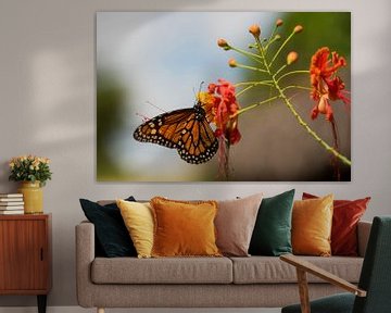 Monarch butterfly sur Leon Doorn