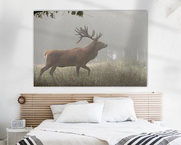 Red Deer *Cervus elaphus* by wunderbare Erde