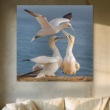 Oiseaux | 3 fous de Bassan ensemble sur la photo au lever du soleil sur Helgoland sur Servan Ott