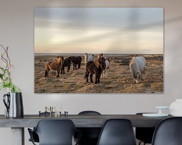 Kudde IJslandse paarden van Inge Jansen