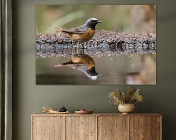 Common Redstart. von Marcel van Os