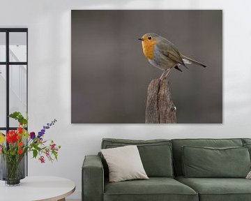 European Robin. by Marcel van Os