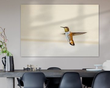 Canadese Kolibrie