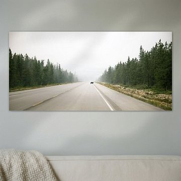 Overstekende  beer in Banff Nationaal Park