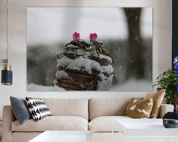 bloem, sneeuw, plant, buiten, paars, groen