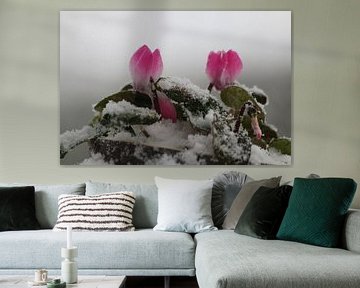 Bloem, flower, garden, tuin, paard, plant, roze, sneeuw,snow