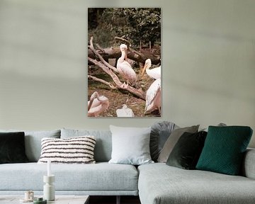 Roze pelikaan von Thamara Janssen