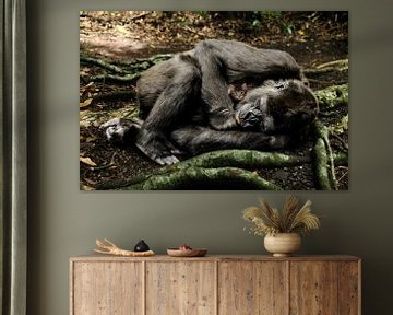 Moederaap Chimpansee met poesje (kitten) van Sarah Richter