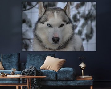 Husky in Lapland von Marcel Schouten