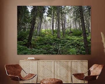 Redwood forrest canada van Marcel Schouten