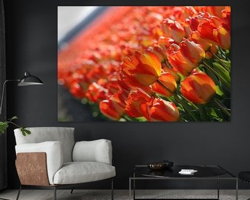 Rode/Oranje/Gele tulpen in Lisse (Holland) van O uwehand