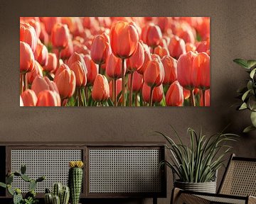 Roze/Oranje Tulp in Holland by O uwehand