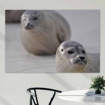 Zwei Siegel auf Texel