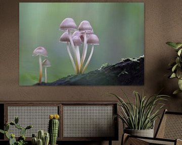 Mushroom Family by Paul Muntel