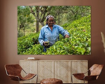 Tea picker on tea plantation