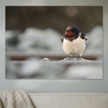 Zwaluw - Swallow - Avaler - Schlucken