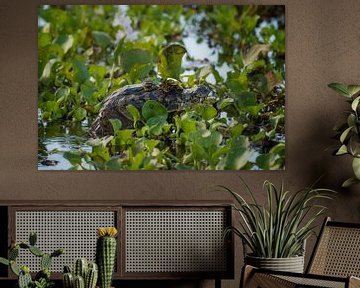 Crocodile in Pantanal, Brazil sur Leon Doorn