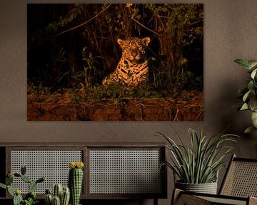 Jaguar in het avondlicht van Leon Doorn