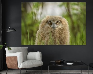 Owl chick by Leon Doorn